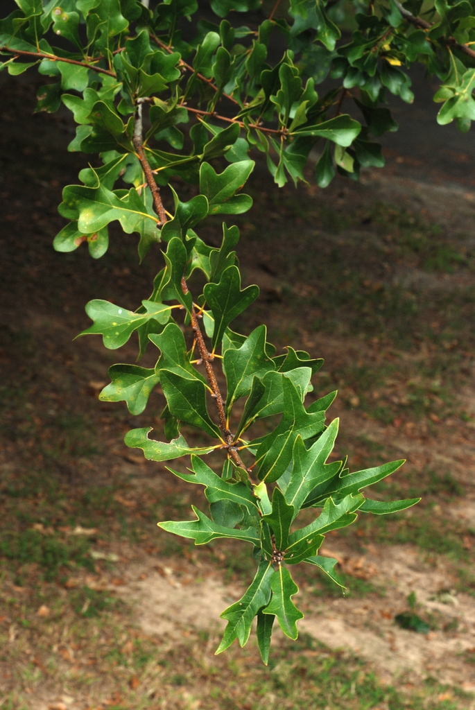 Stem with leaves (Greensboro, NC)-Early Fall