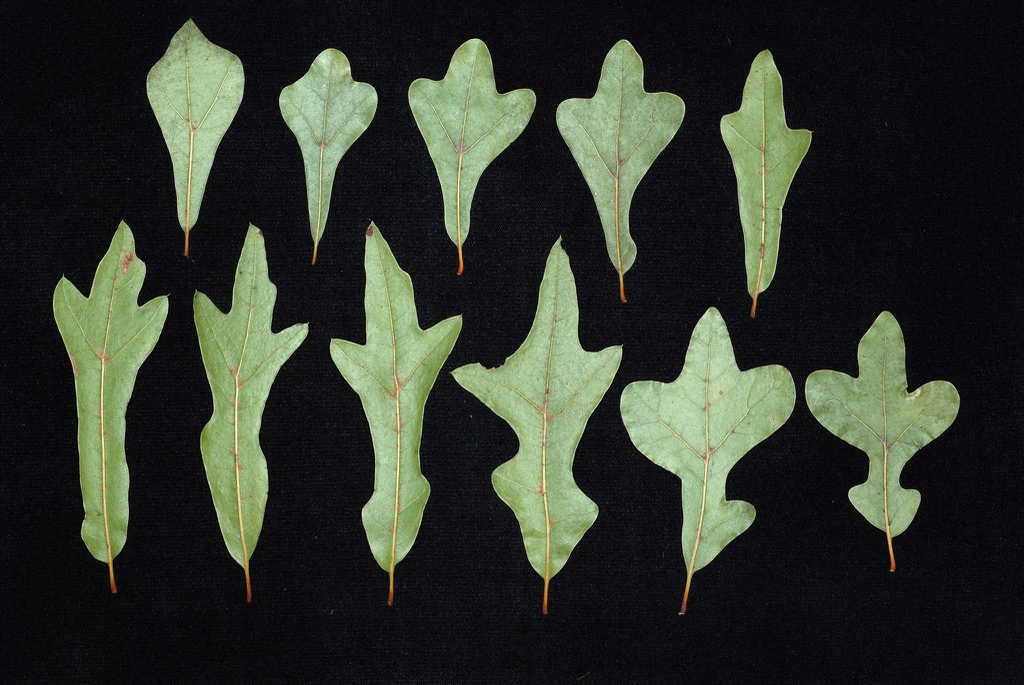 Various leaf shapes (Greensboro, NC)-Early Fall
