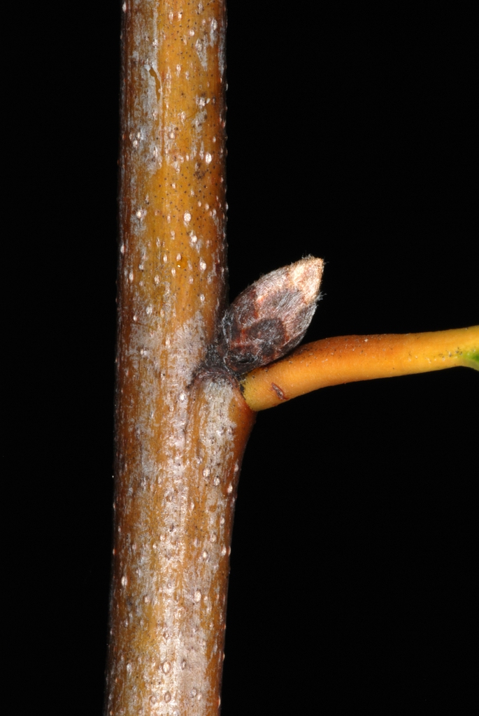 Stem with lenticels and stem bud (Greensboro, NC)-Early Fall