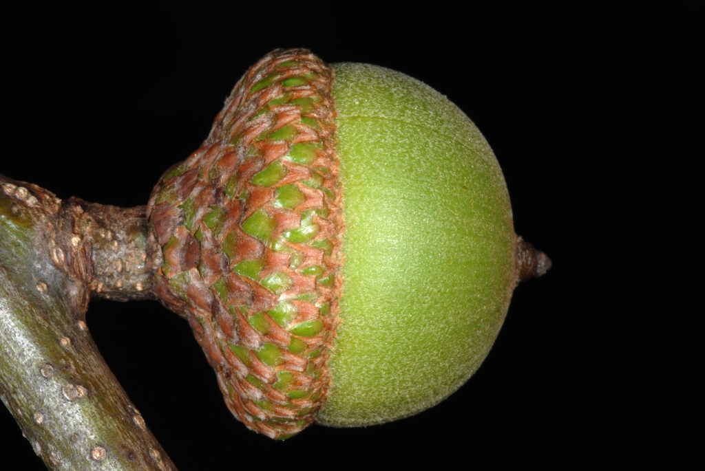 Side view of acorn (Greensboro, NC)-Early Fall