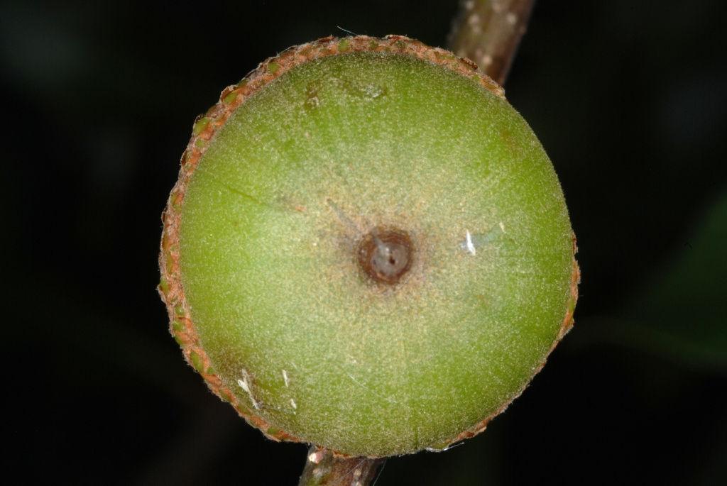 Bottom of an acorn (Greensboro, NC)-Early Fall