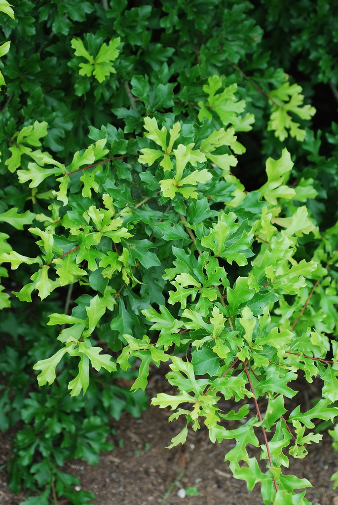 Alternate leaves (Greensboro, NC)-Early Fall