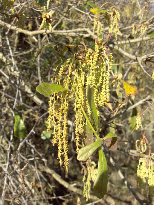 Male flowers