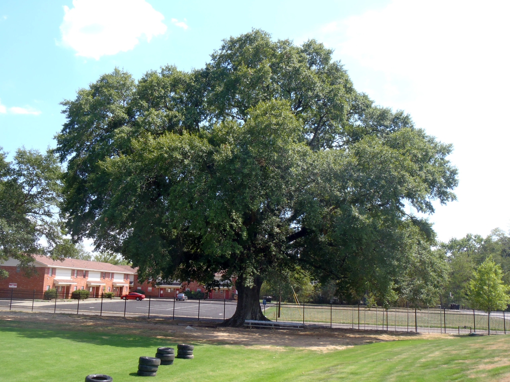 Quercus nigra