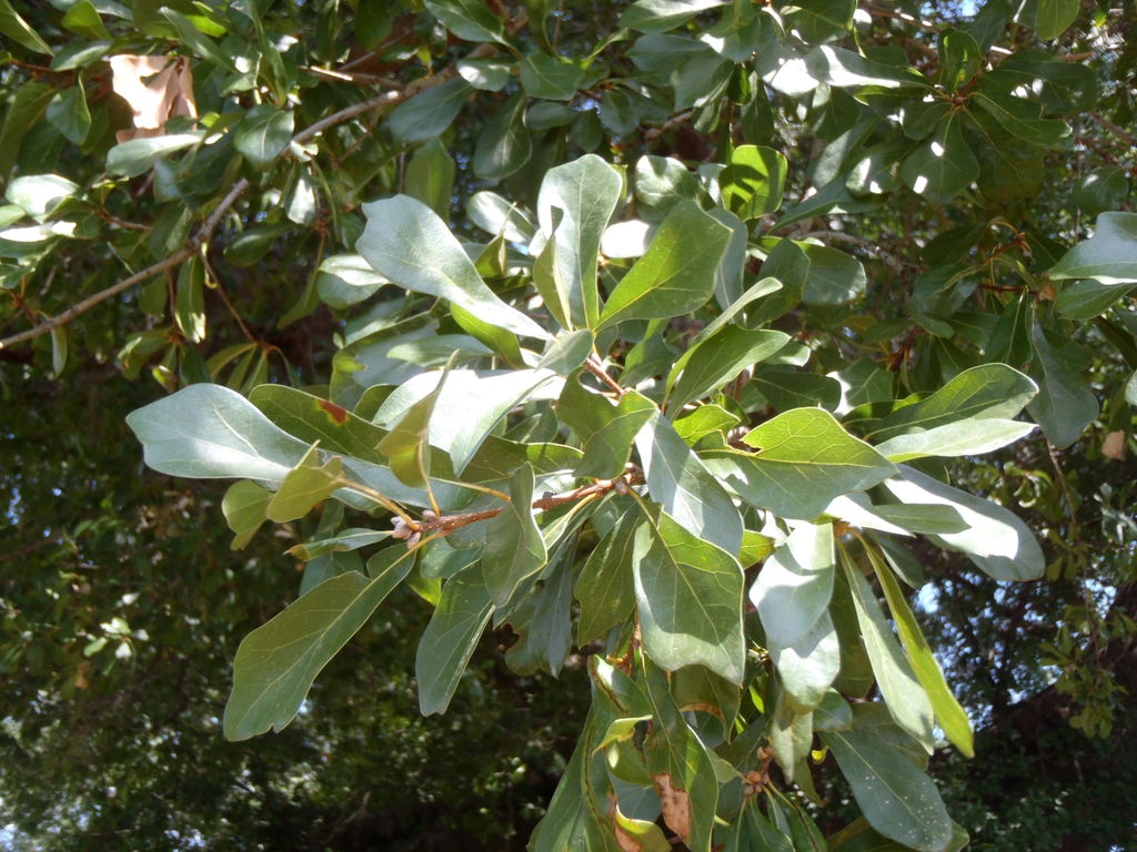 Quercus nigra