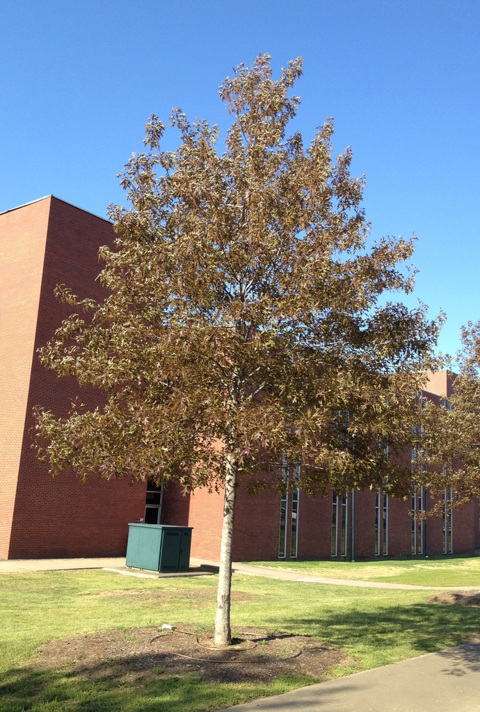 Quercus nuttallii