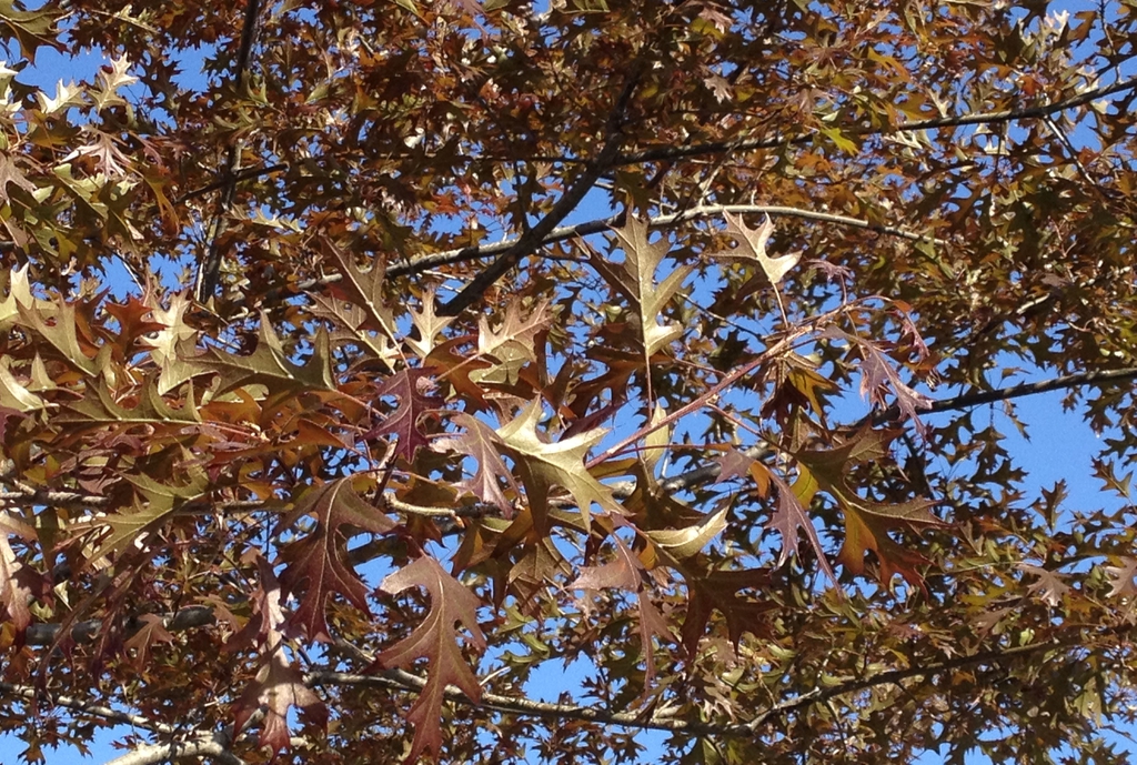 Quercus nuttallii