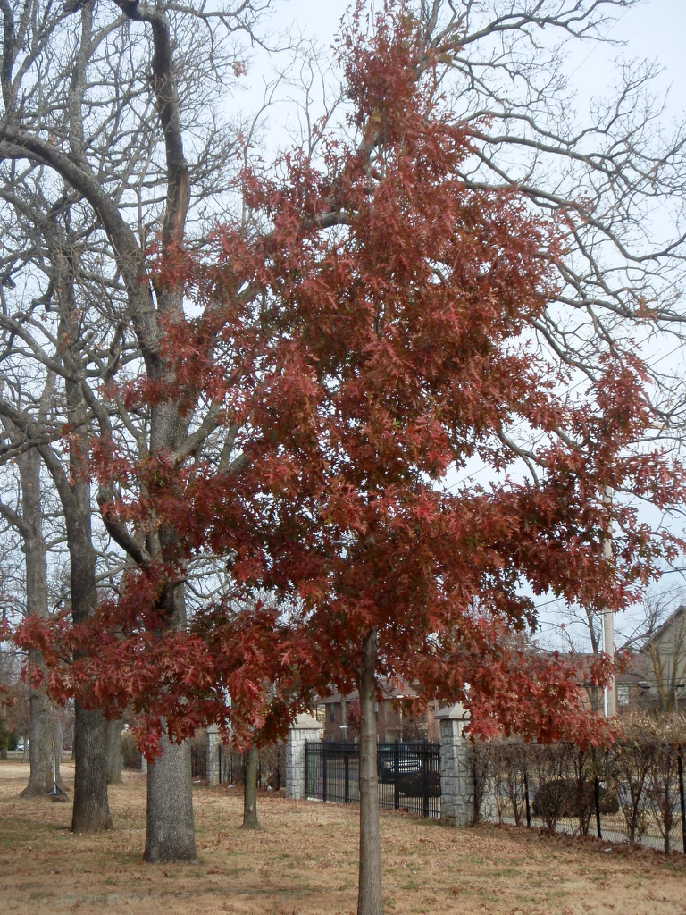 Fall Color Form