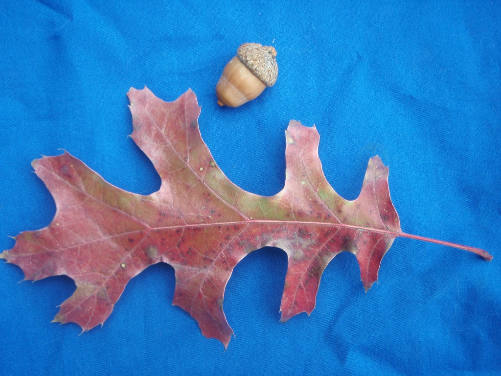 Under Leaf