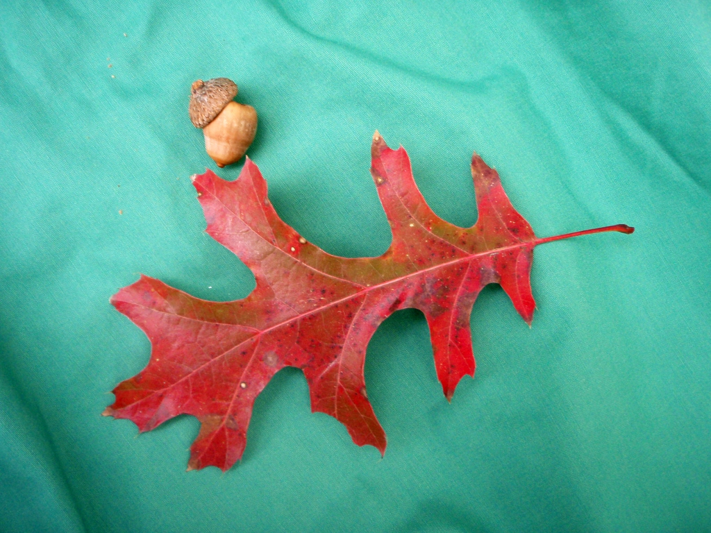 Fruit and Fall Color Leaf