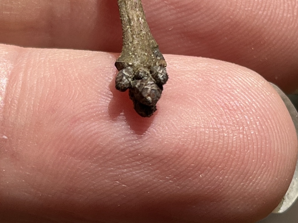 Stem with end buds