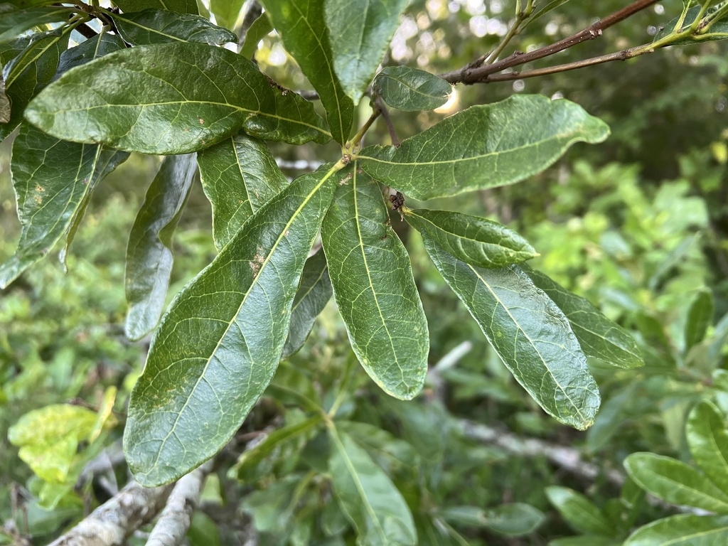 Green elliptical leaves