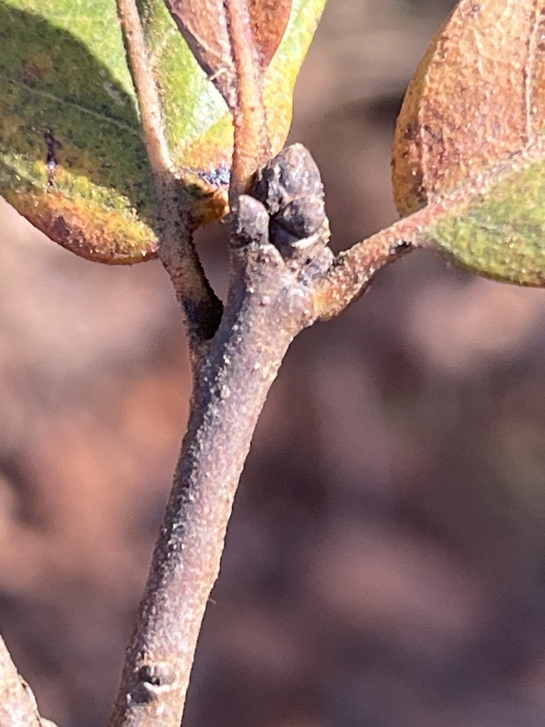 Stem and terminal buds