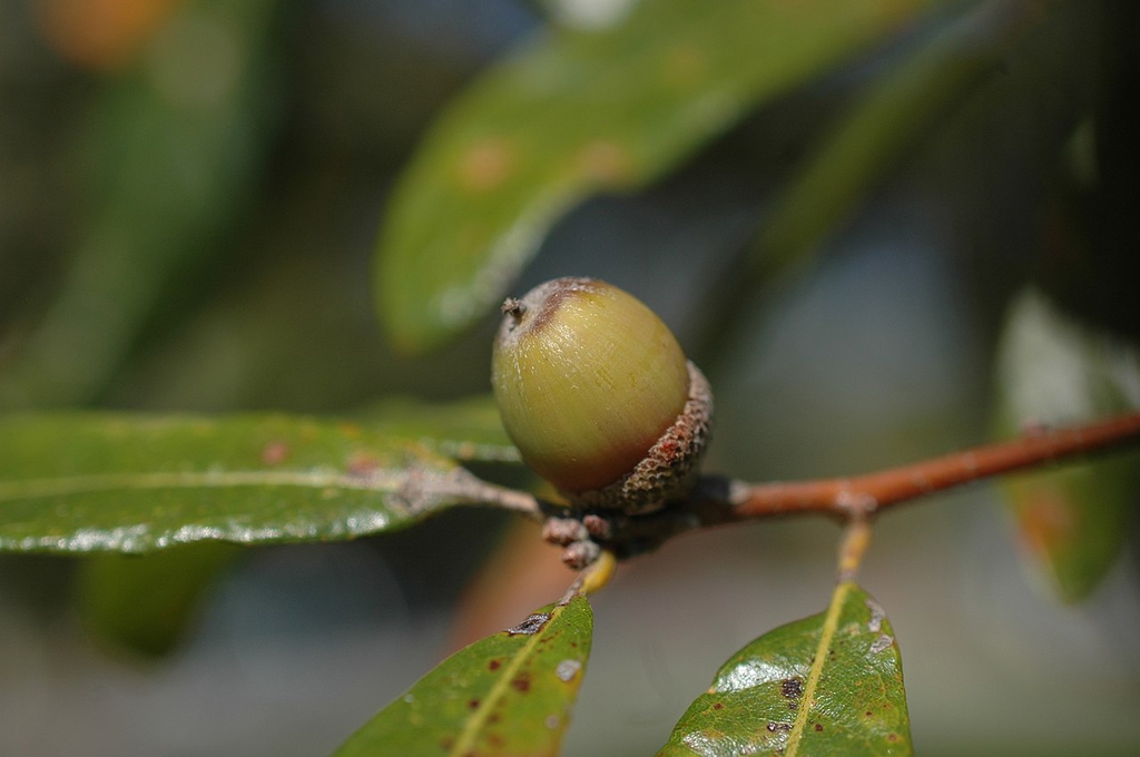 Acorn with a capp