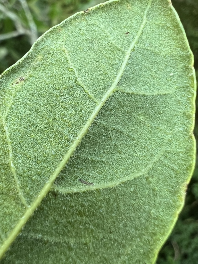 Underside of leaf