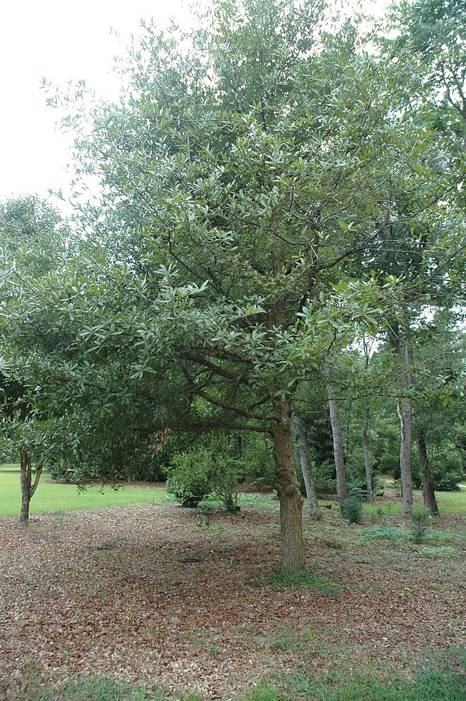 Form