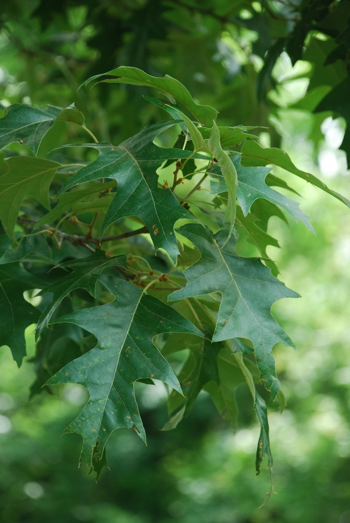 Branch and leaves (Jackson County, FL)-Late Spring