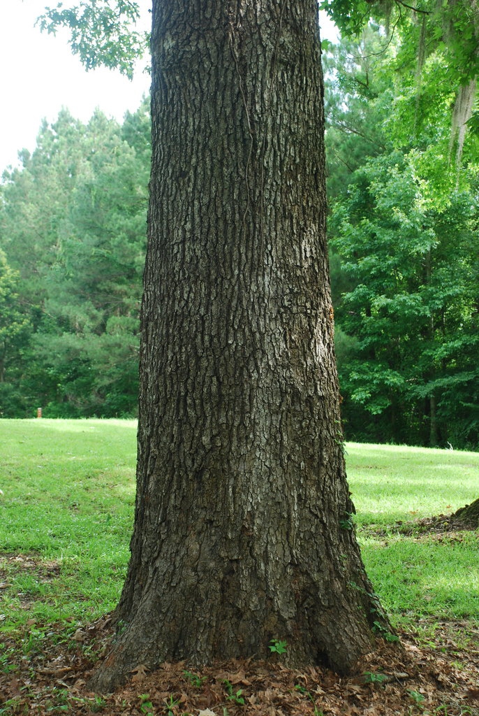 Tree trunk (Jackson County, FL)-Late Spring