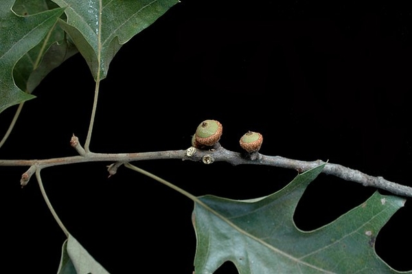 Quercus pagoda