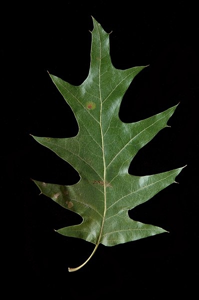 Quercus pagoda
