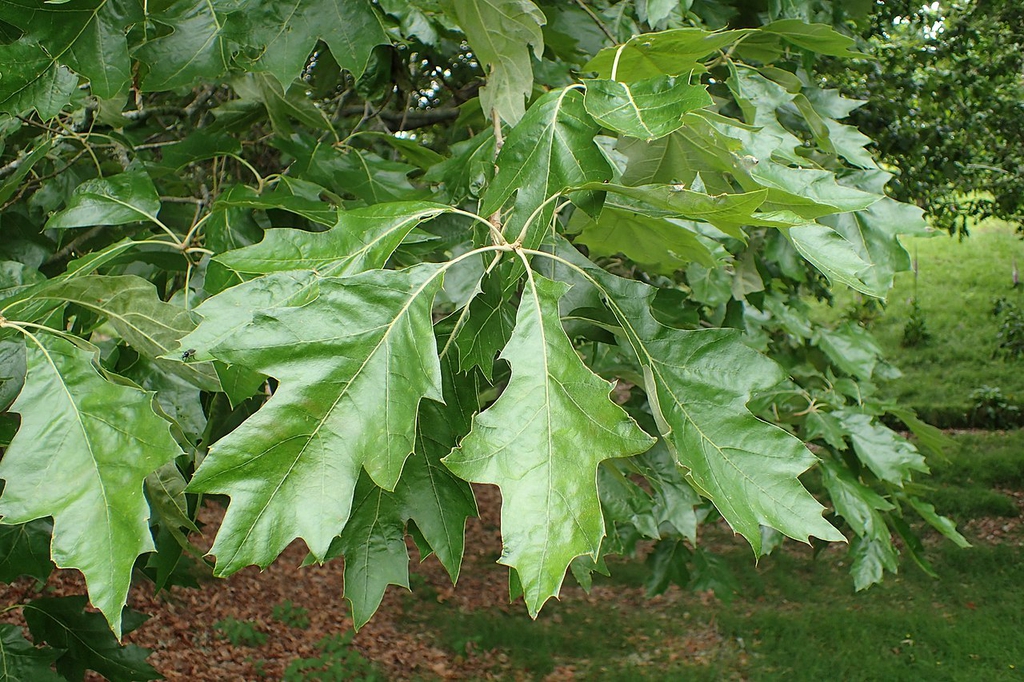 Leaves
