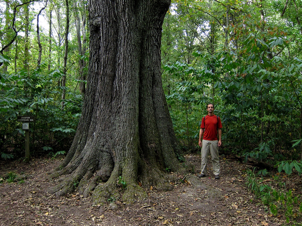 Trunk, Bark
