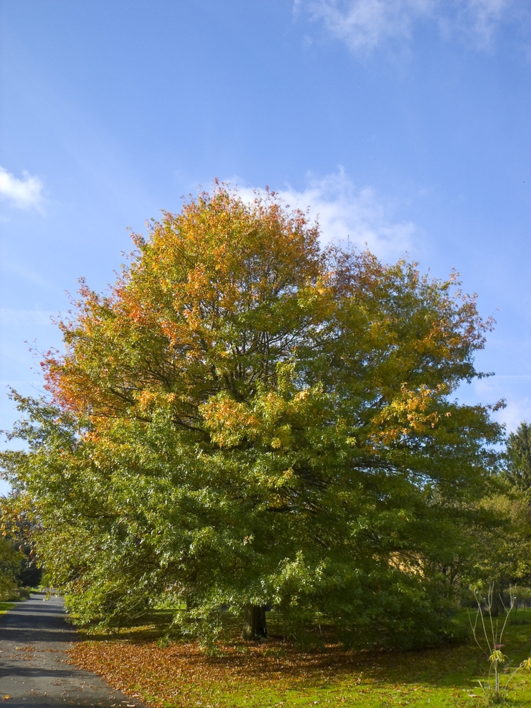 Form, in the early fall.