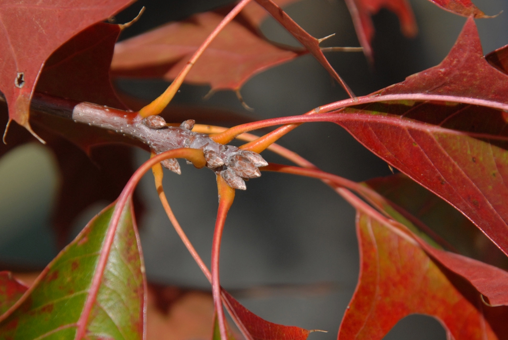 Quercus palustris