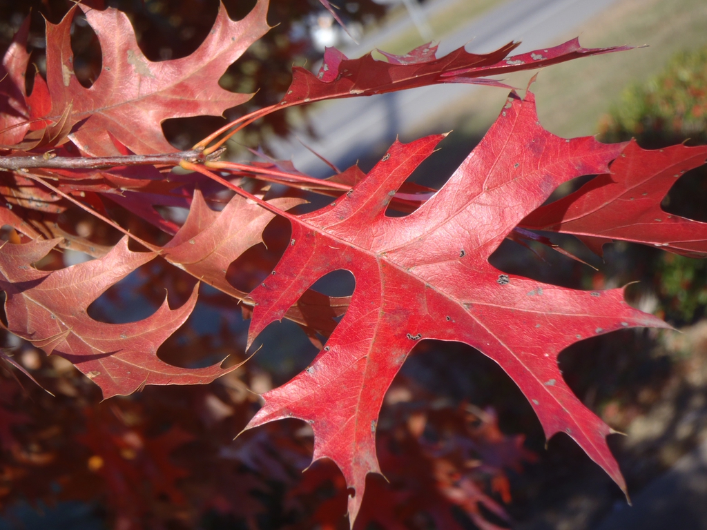 Quercus palustris