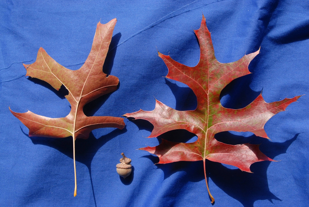 Quercus palustris
