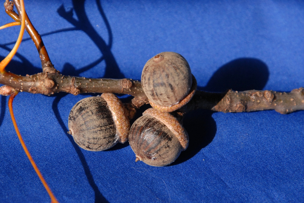 Quercus palustris