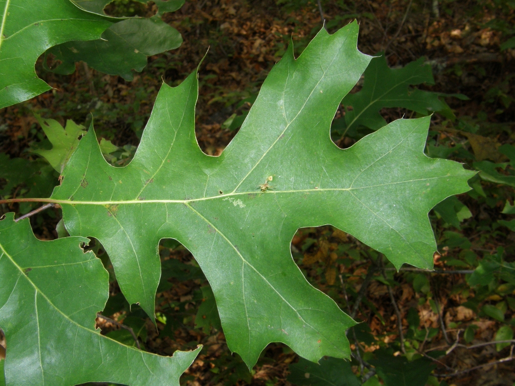 Close up of leaf
