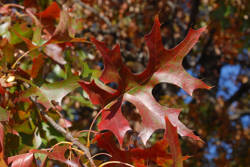 Quercus palustris
