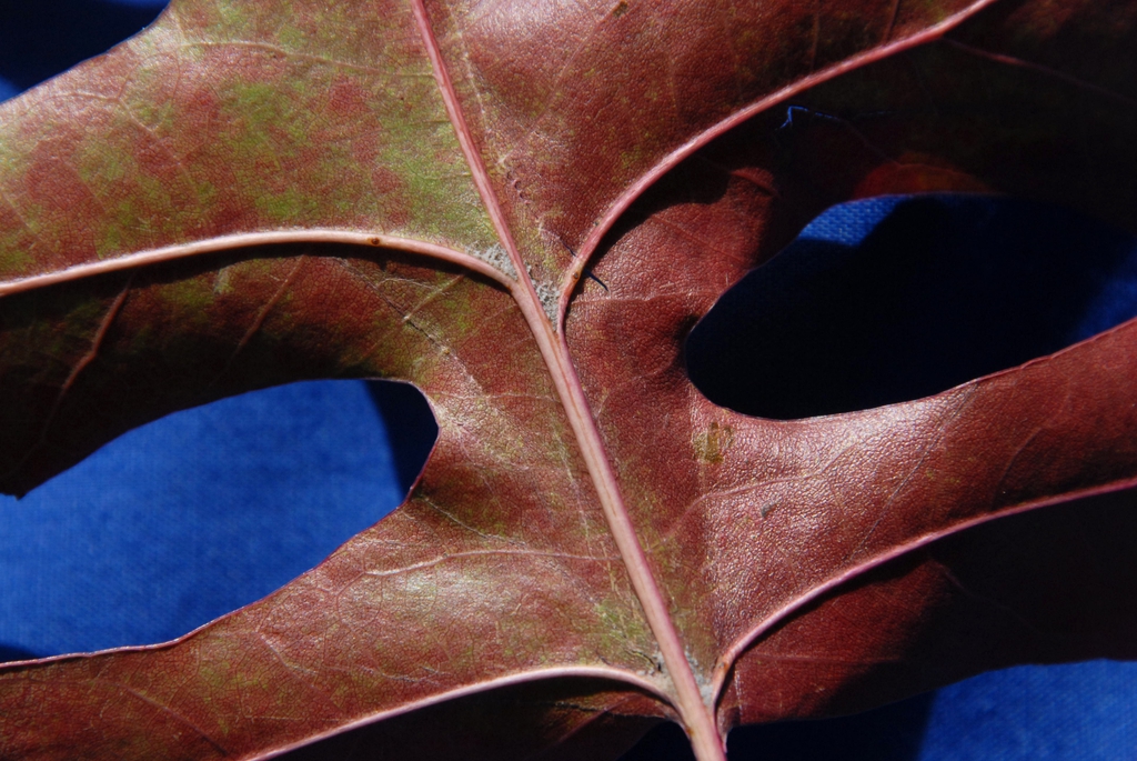 Quercus palustris