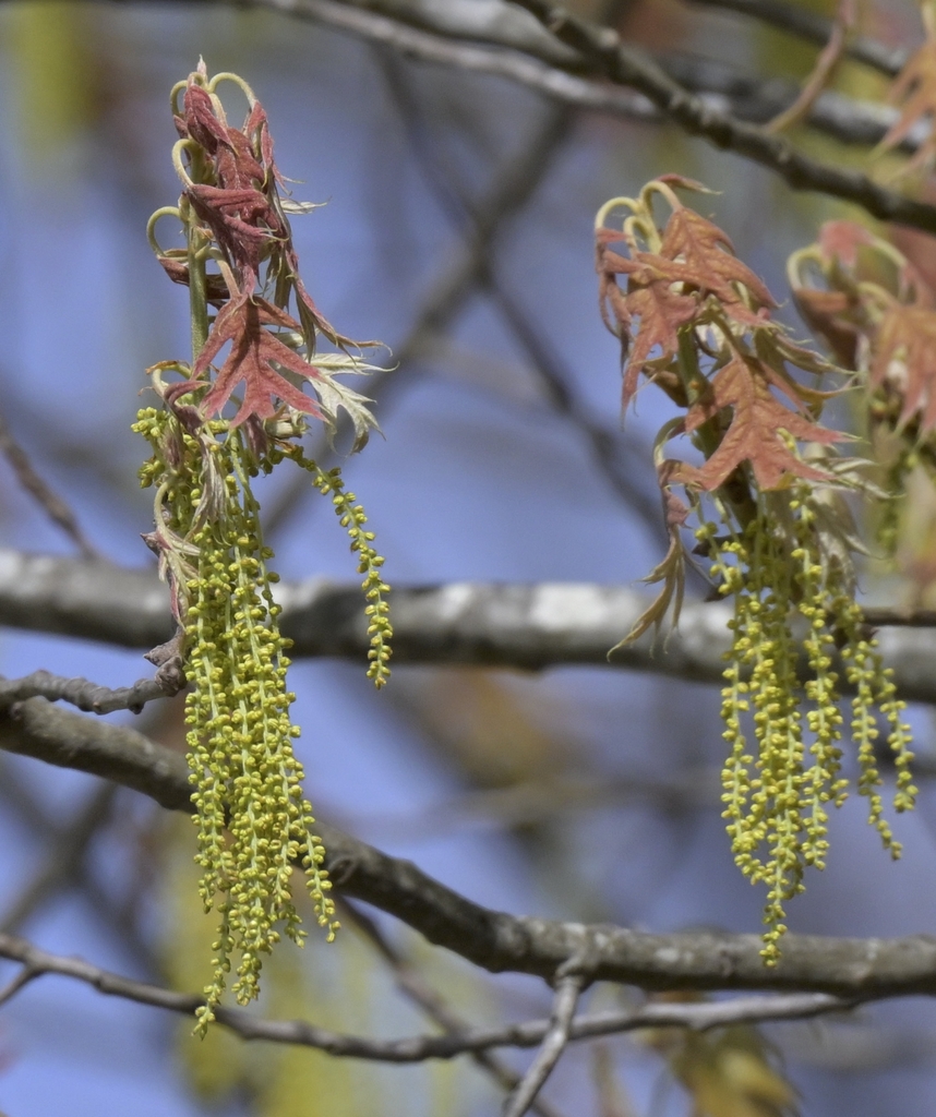 Male flowers, called catkins male flowers droopy beads