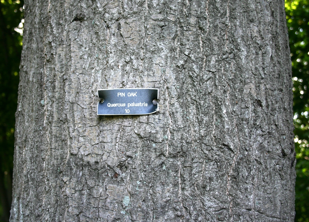 Close up of bark (Colgate-Rochester, NY)
