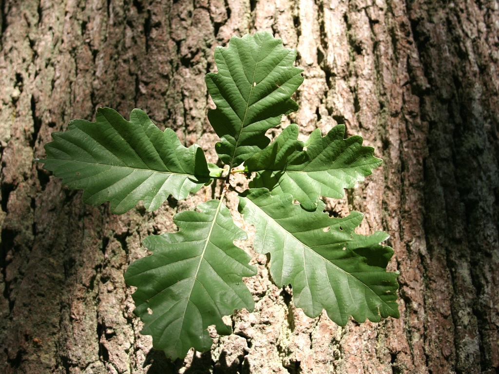Bark and leaf