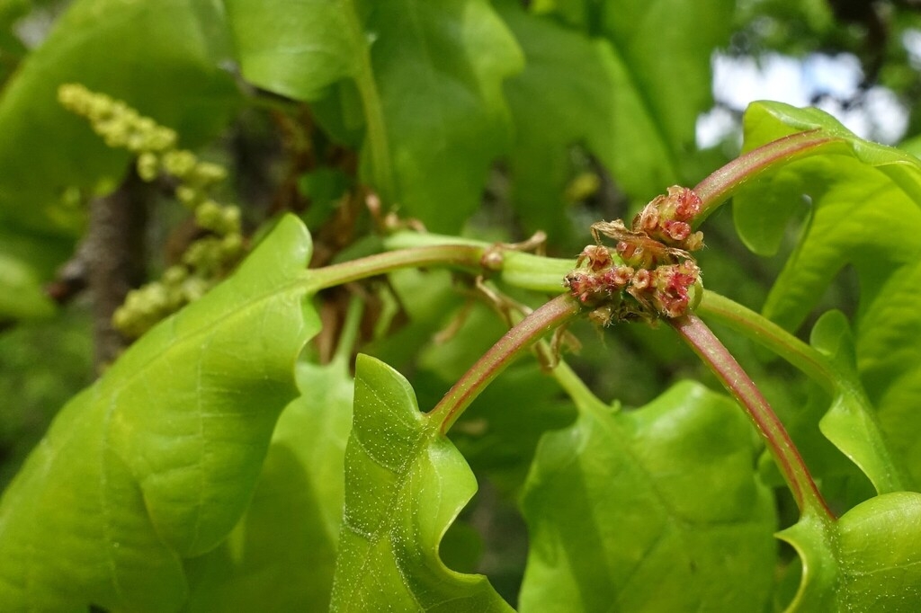 Female flowers with male catkin in background