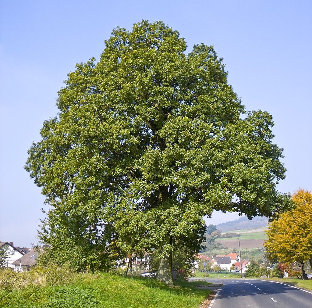 Form of a mature tree
