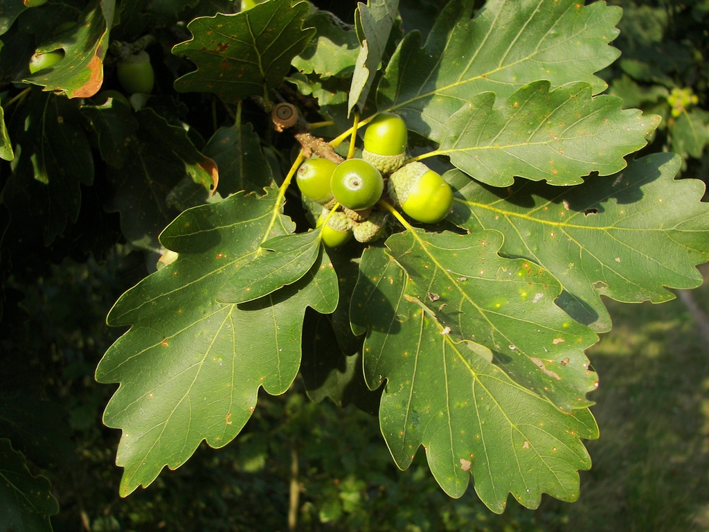 Fruit and leaves