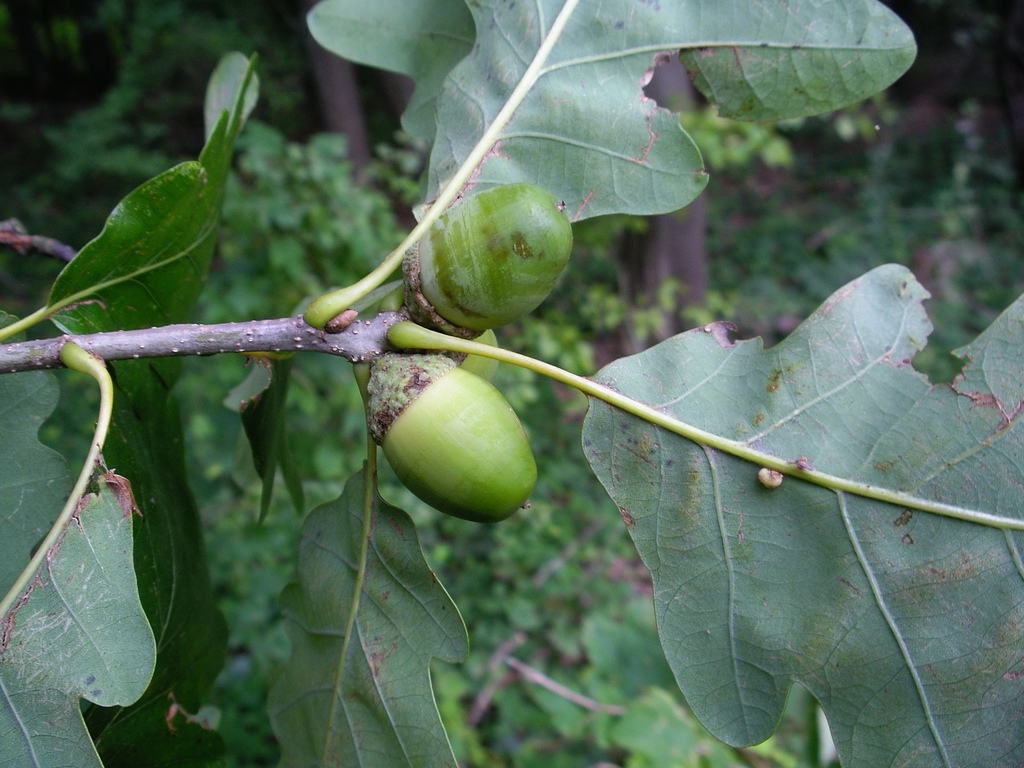 Side view of acorn