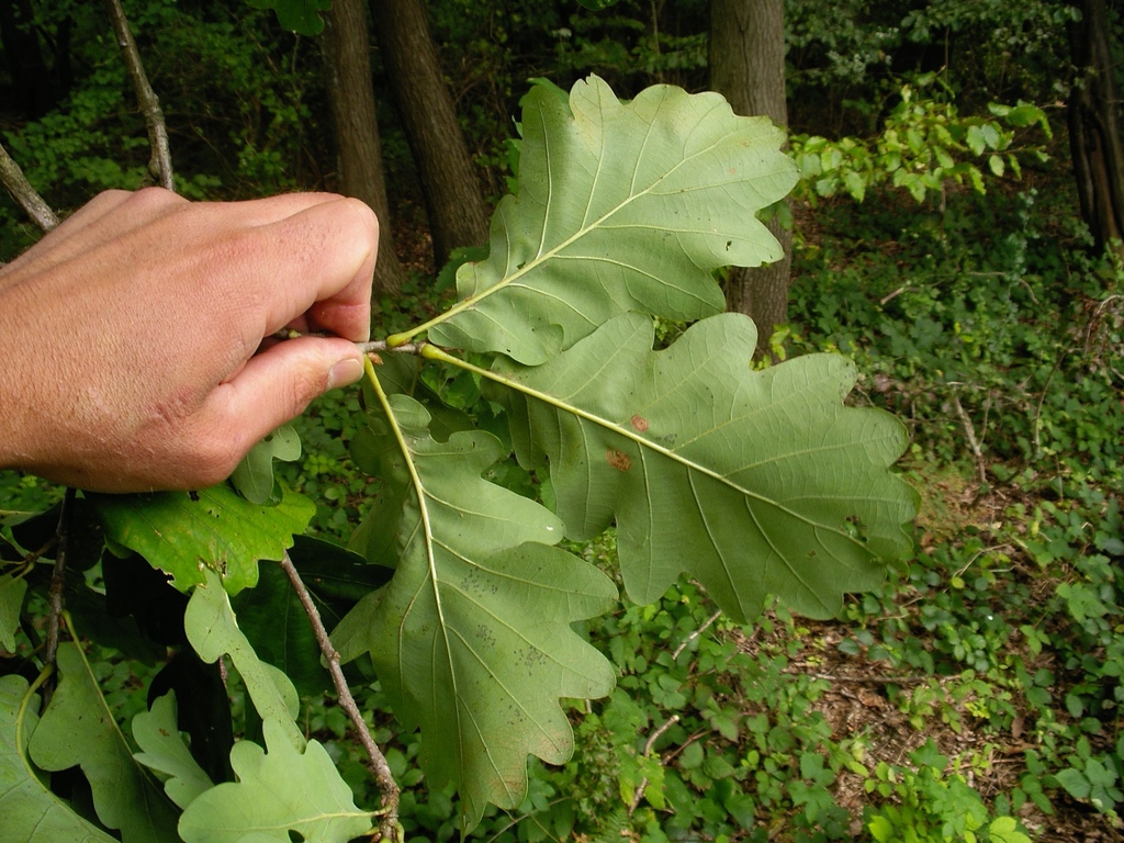 Underside of leaf