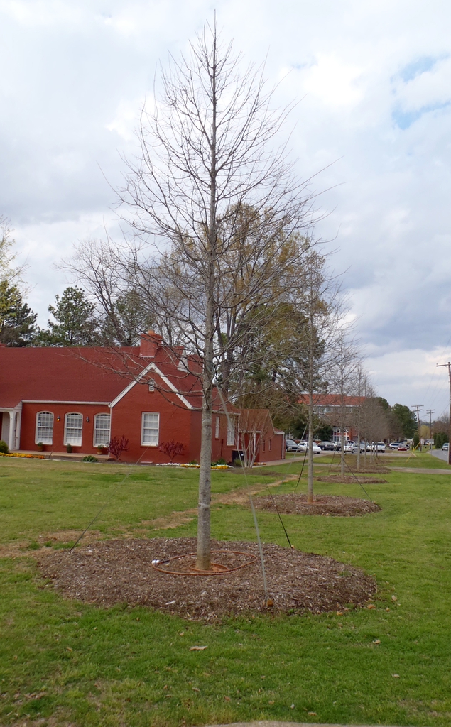 Young leafless sapling with columnar growth form.