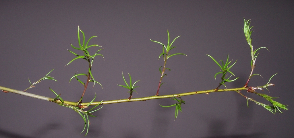 Shoot with slender, bright green emerging leaves.