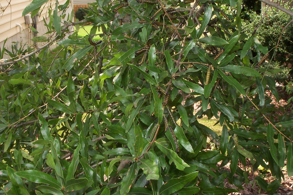 leafy shoots and caterpillars