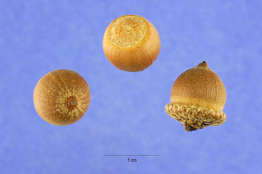 Rounded acorns.