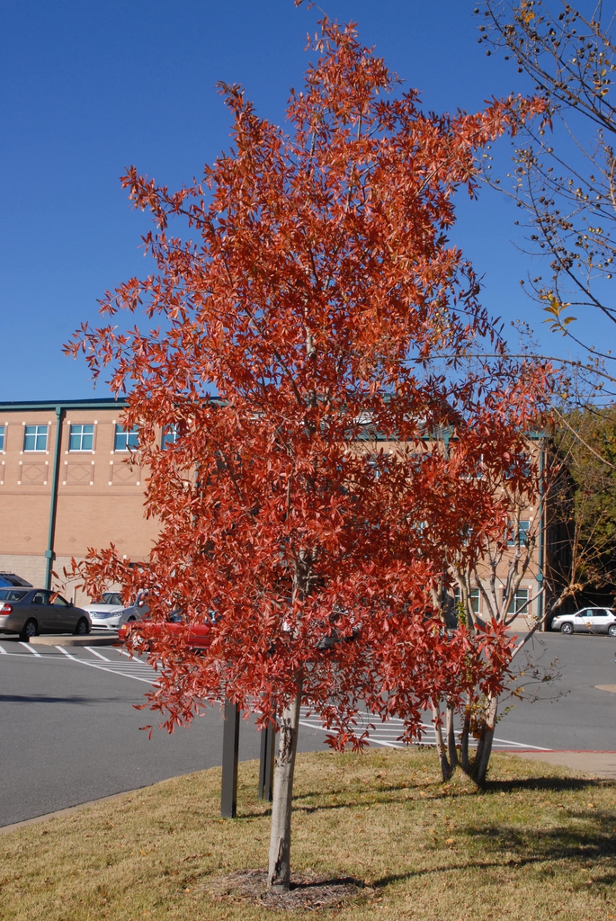 Young tree with bronzy red foliage.