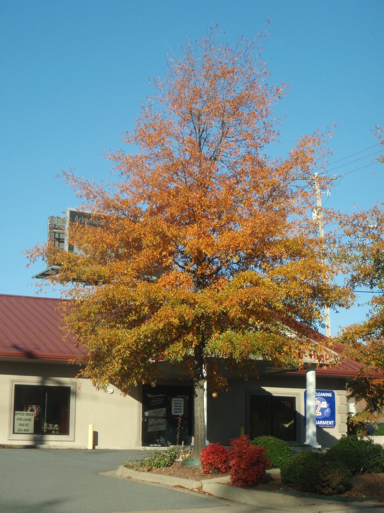 Small tree with bronzy foliage.