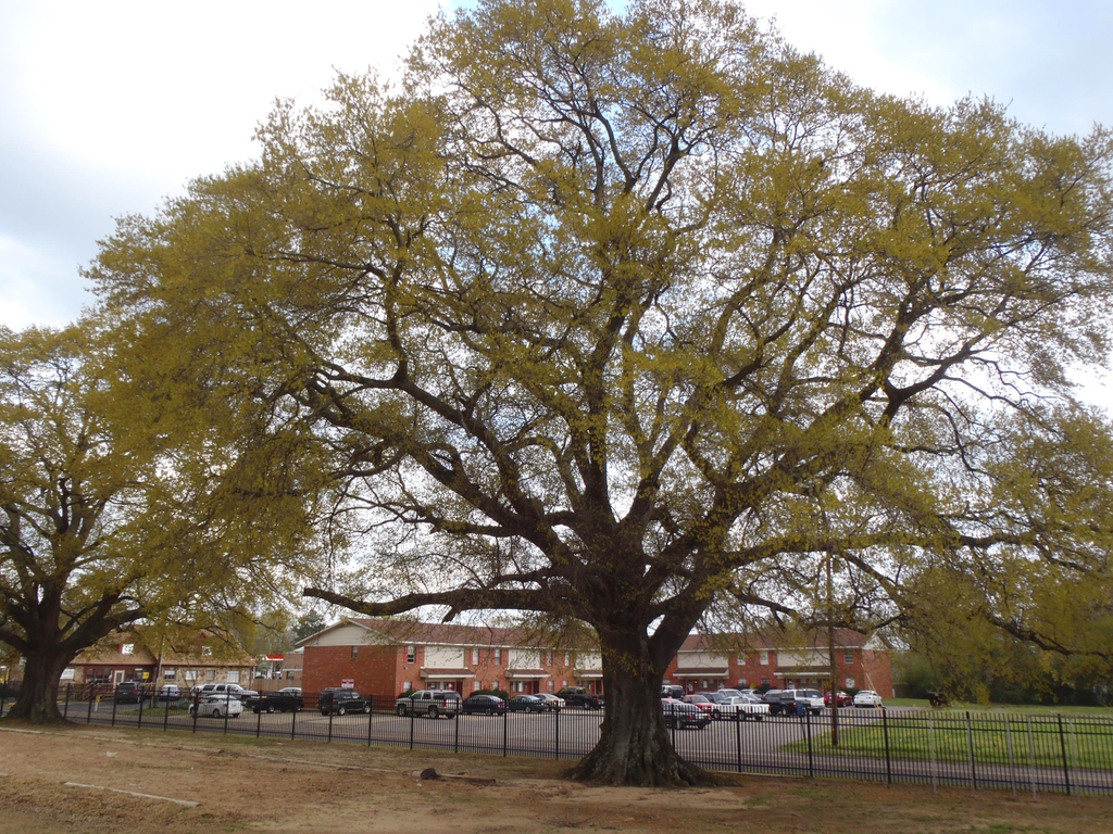 Large, spreading tree with rounded crown.
