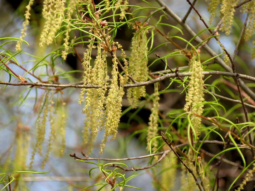 Young, emerging foliage & dangling catkins of staminate flowers.
